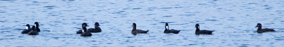 Surf Scoter - Tobin Sparling