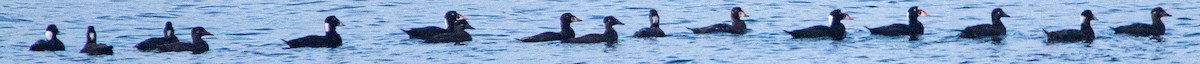 Surf Scoter - ML613157217