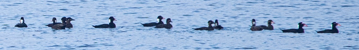 Surf Scoter - ML613157218