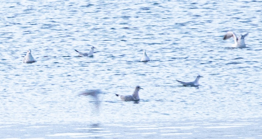 Bonaparte's Gull - ML613157220