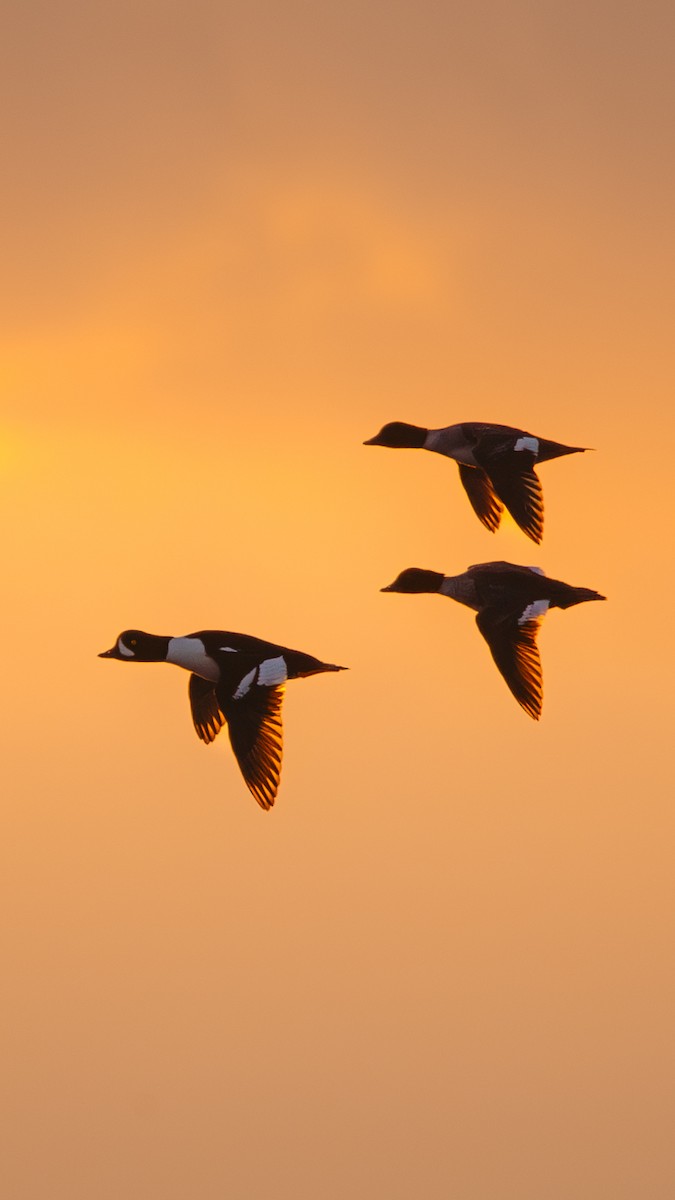 Barrow's Goldeneye - ML613157236