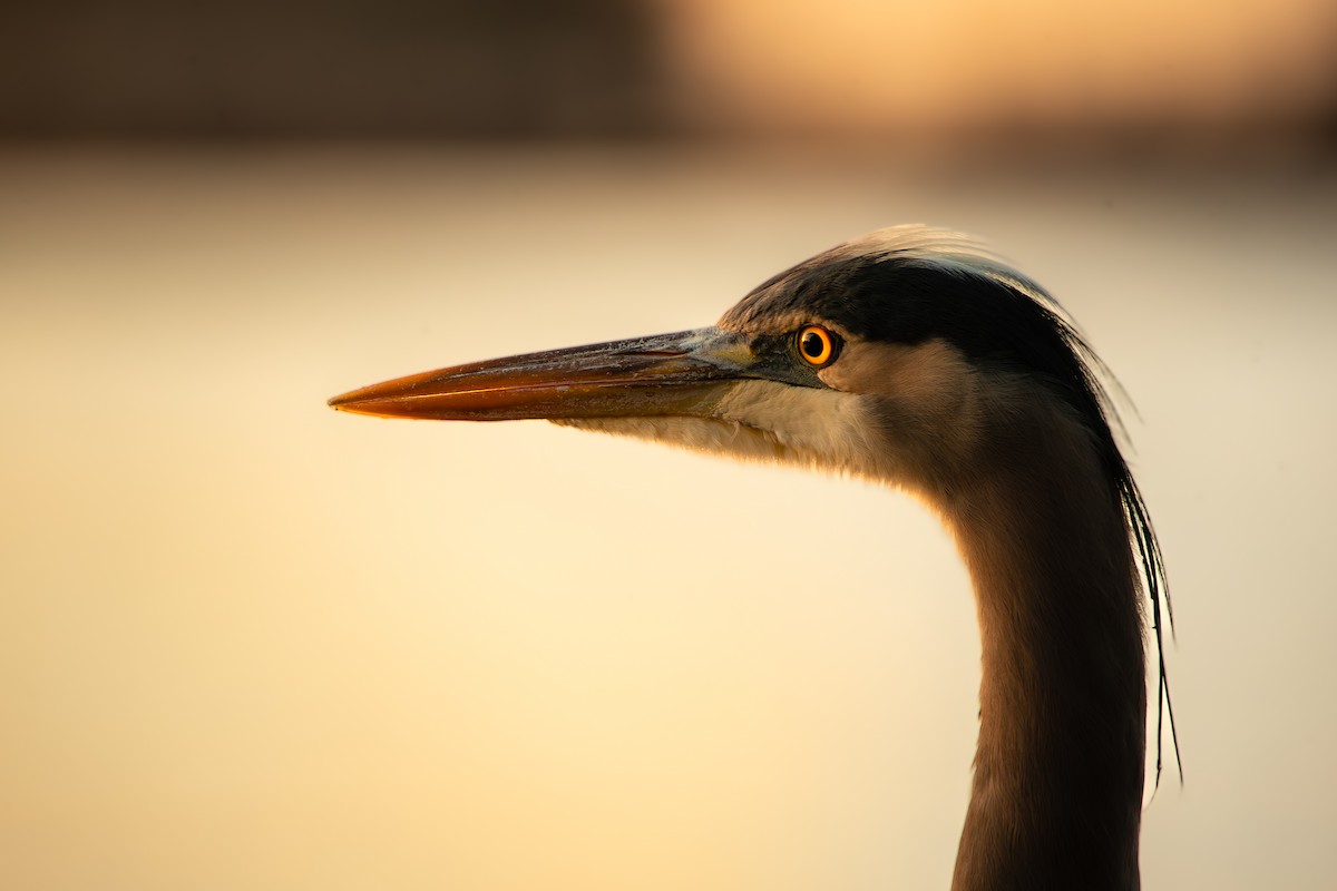 Great Blue Heron - ML613157237