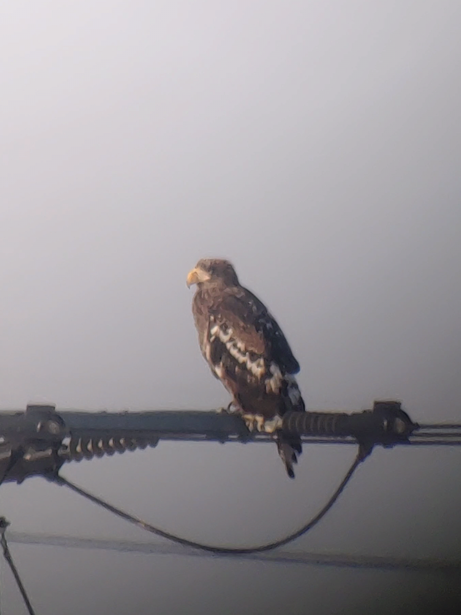 Steller's Sea-Eagle - Won Kwan Hwang