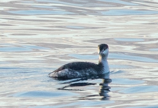 Horned Grebe - ML613157263