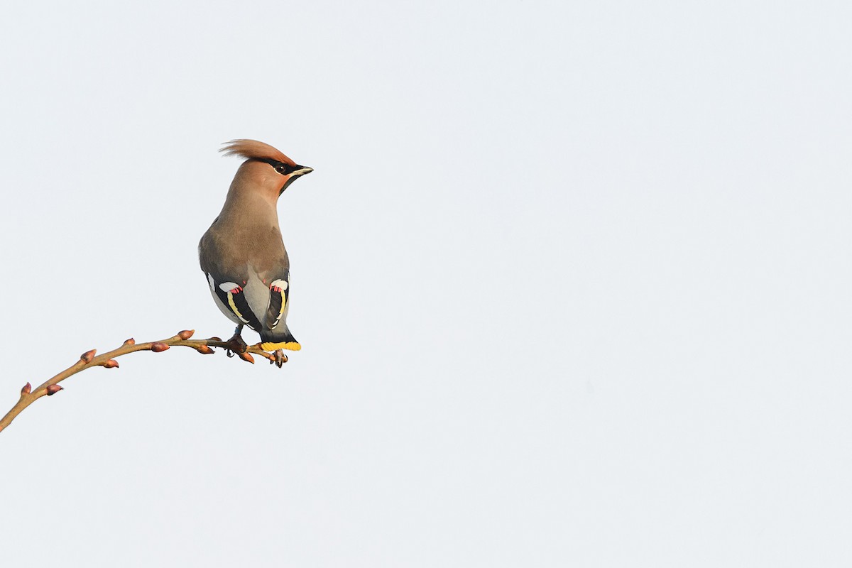 Bohemian Waxwing - ML613157264