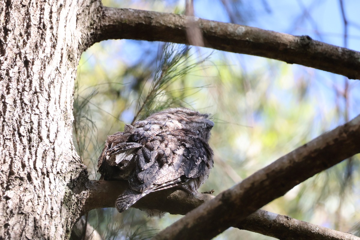 Tawny Frogmouth - ML613157265