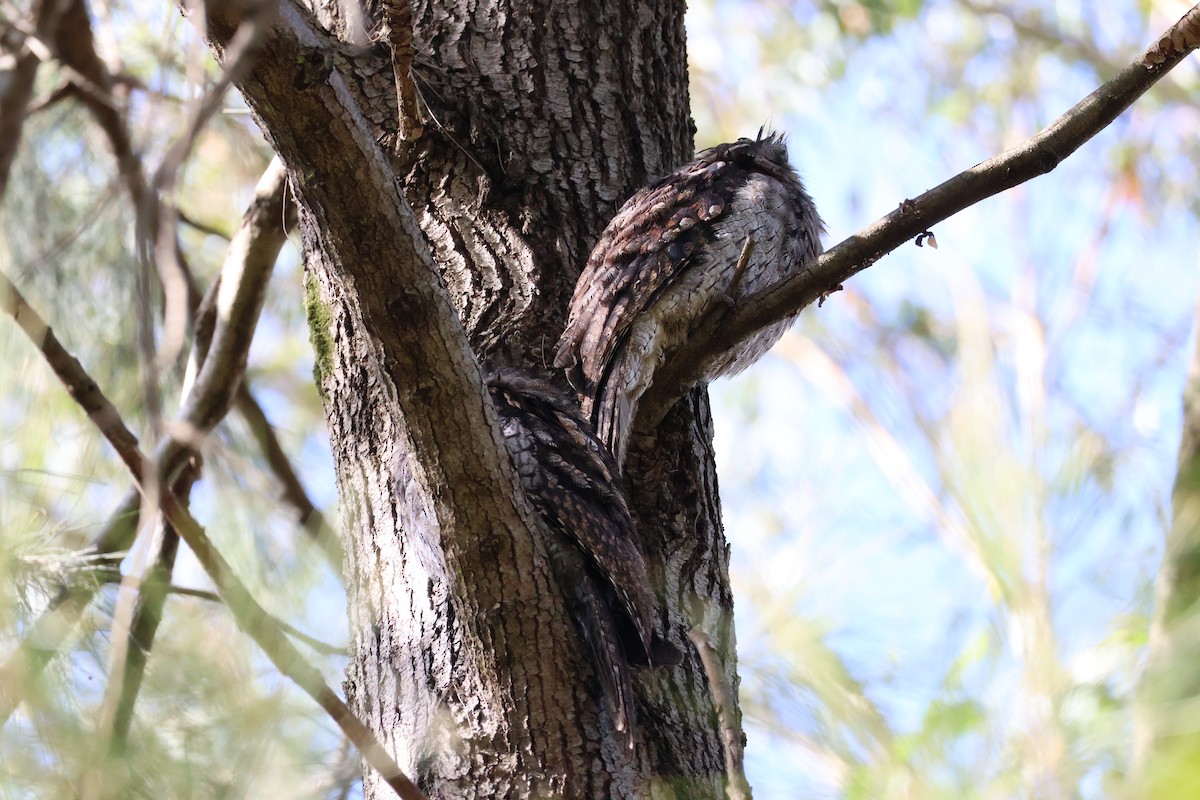 Tawny Frogmouth - ML613157266