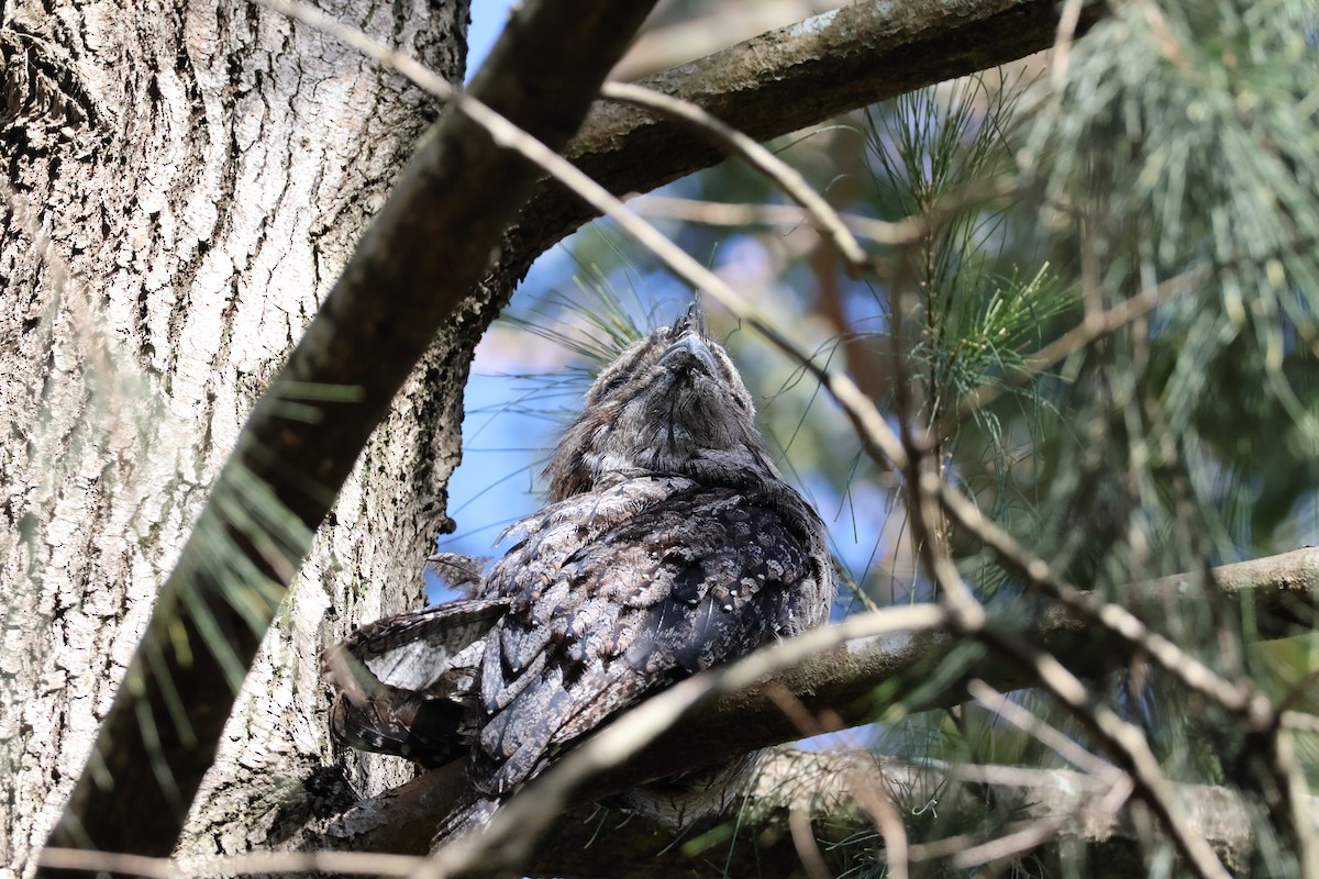 Tawny Frogmouth - ML613157267