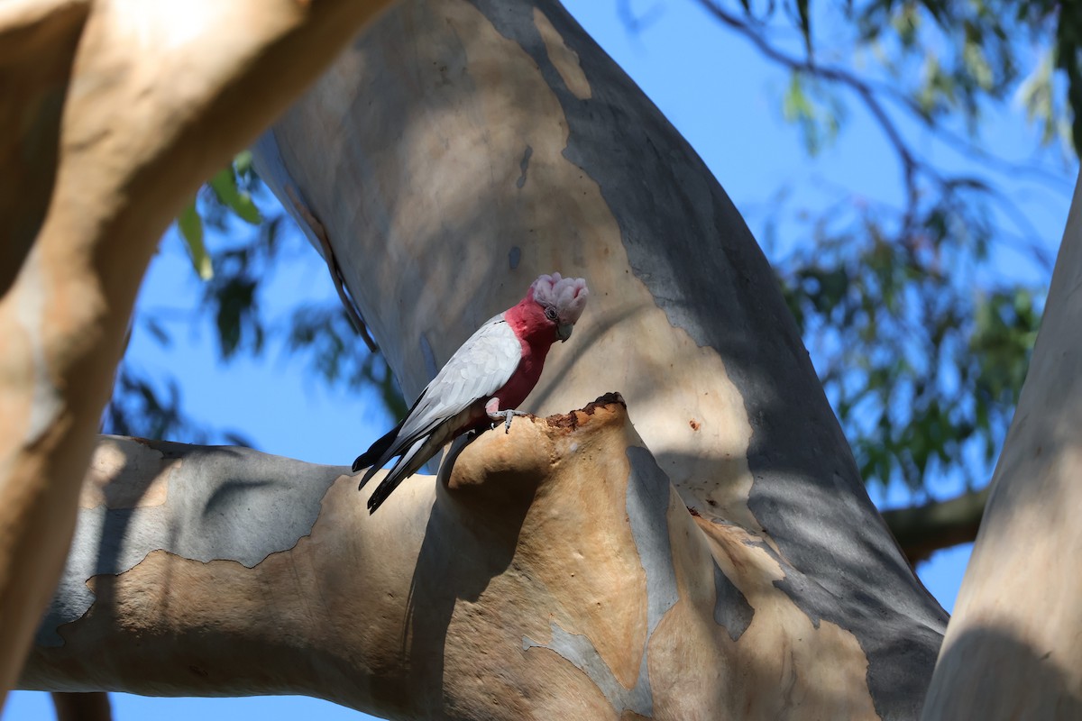 Cacatúa Galah - ML613157269