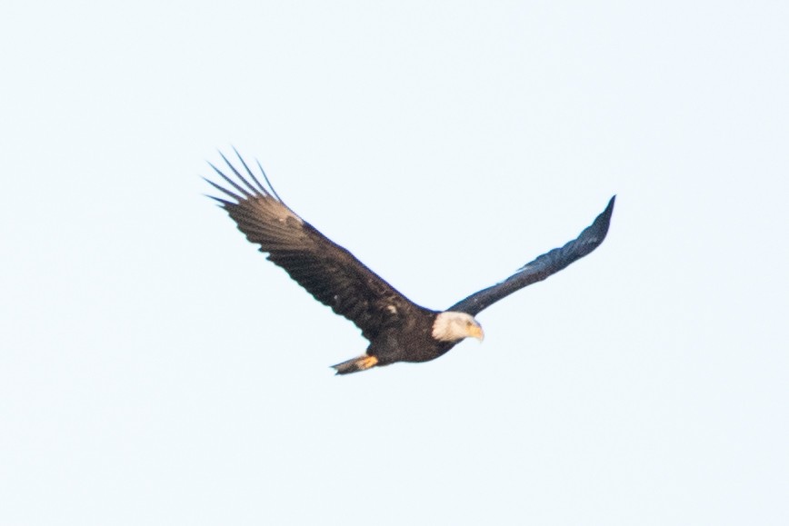 Bald Eagle - ML613157271