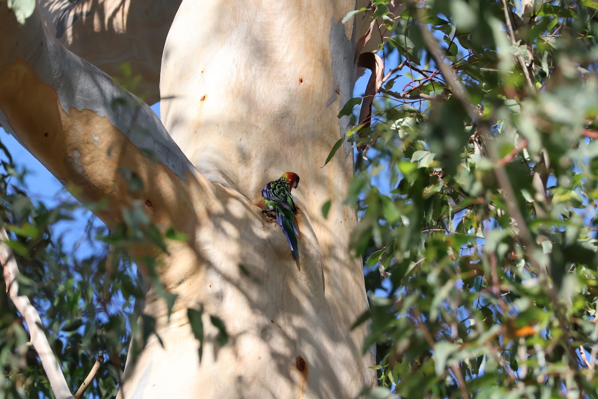 Eastern Rosella - ML613157273