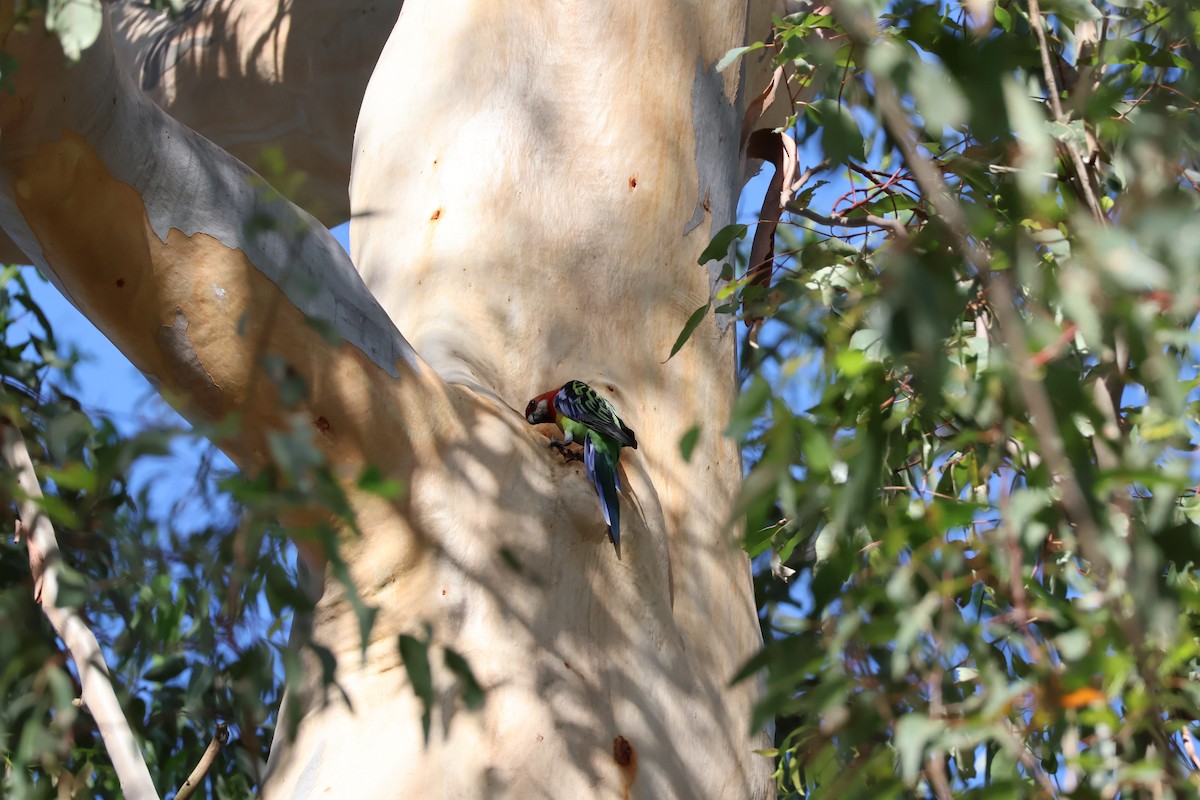 Eastern Rosella - ML613157274