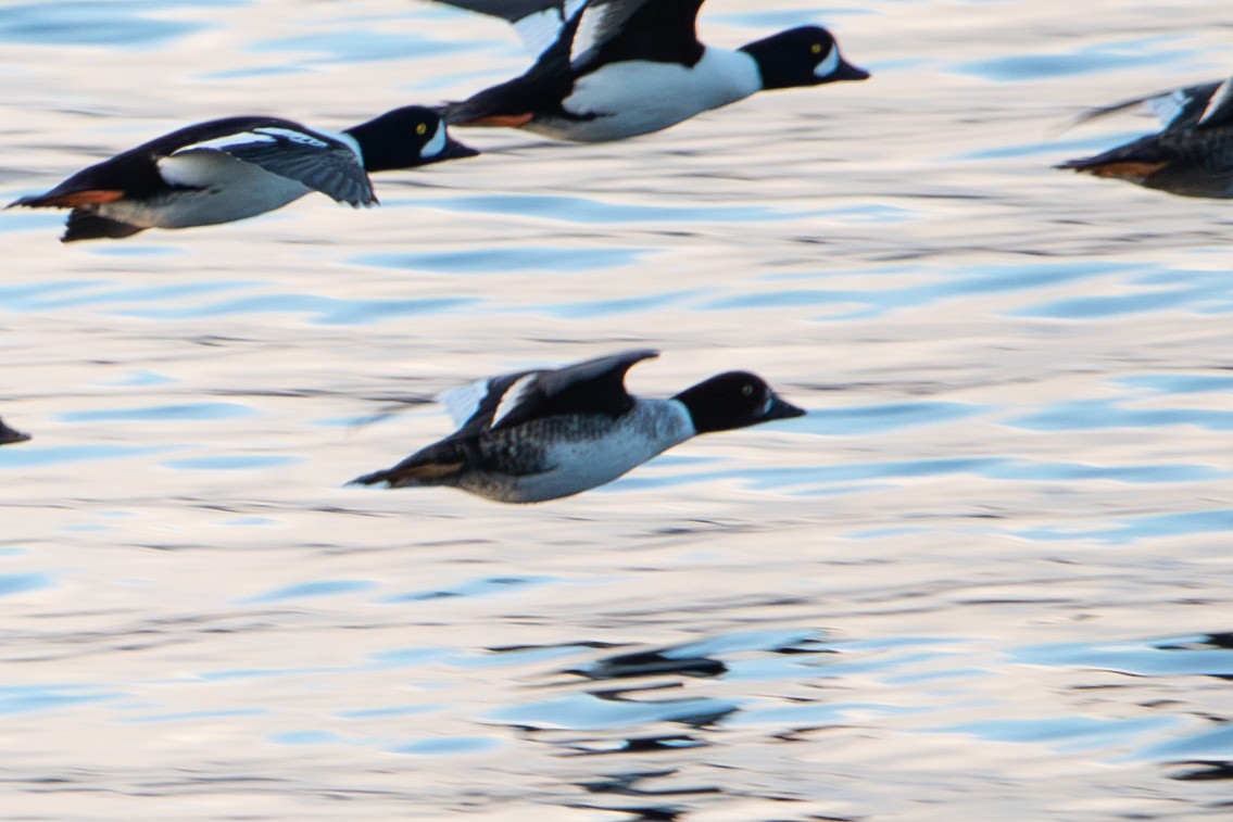 Barrow's Goldeneye - ML613157276