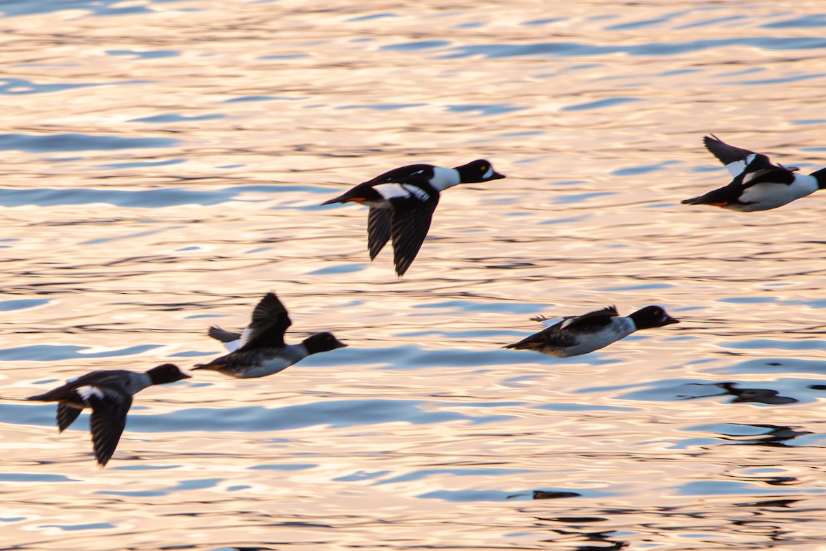 Barrow's Goldeneye - ML613157277