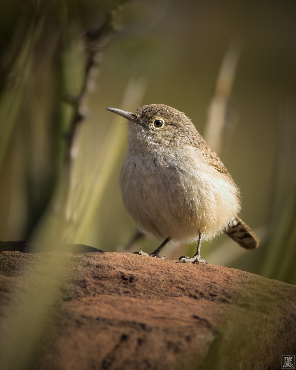 Rock Wren - Ignacio Moreira Loera