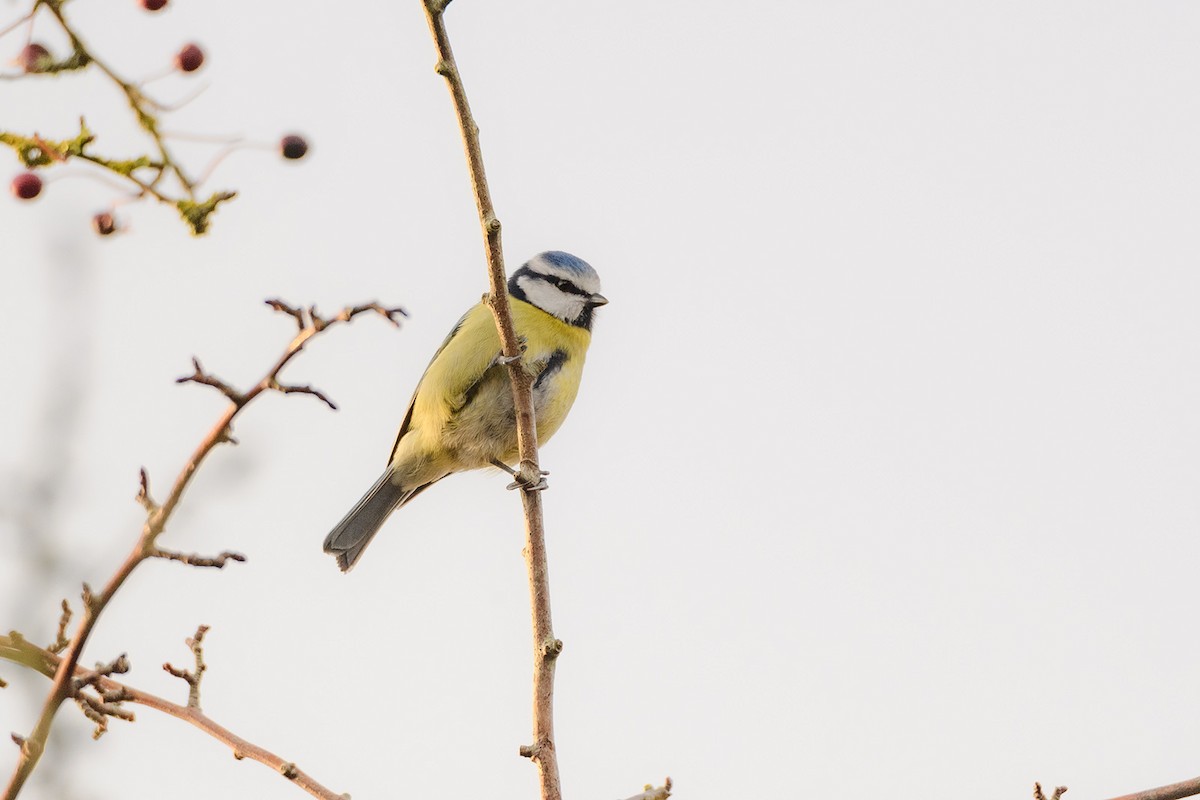 Mésange bleue - ML613157291