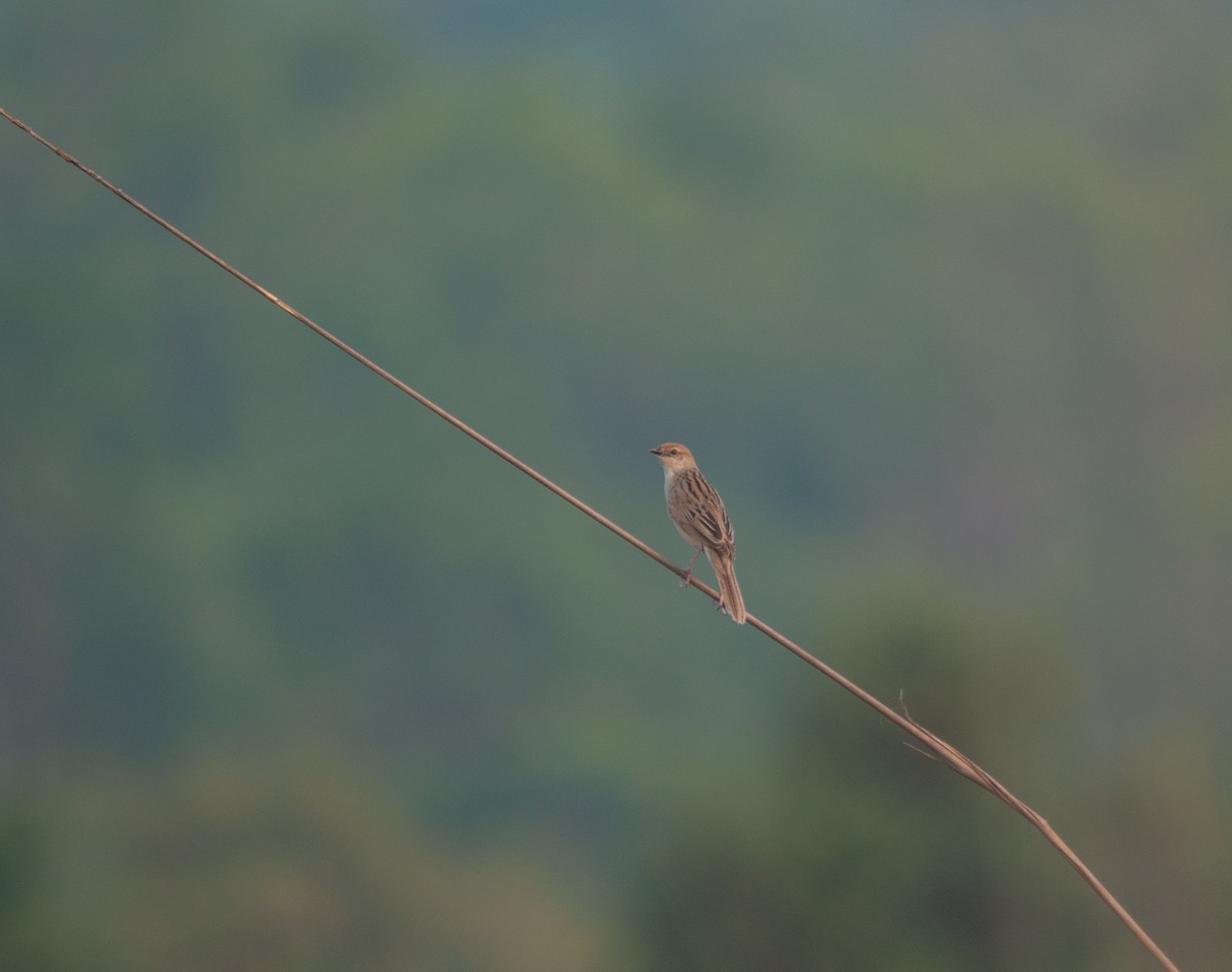 Striated Grassbird - Arun Raghuraman
