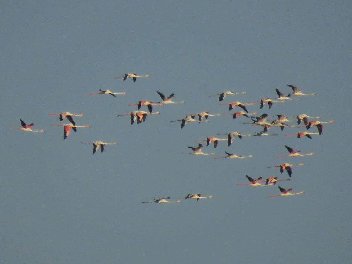 Greater Flamingo - ML613157491