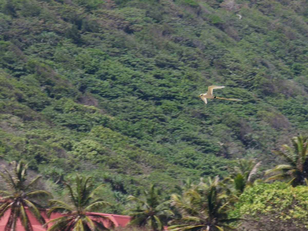Weißschwanz-Tropikvogel - ML613157516