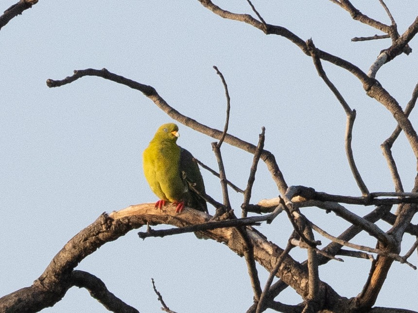 African Green-Pigeon - ML613157521