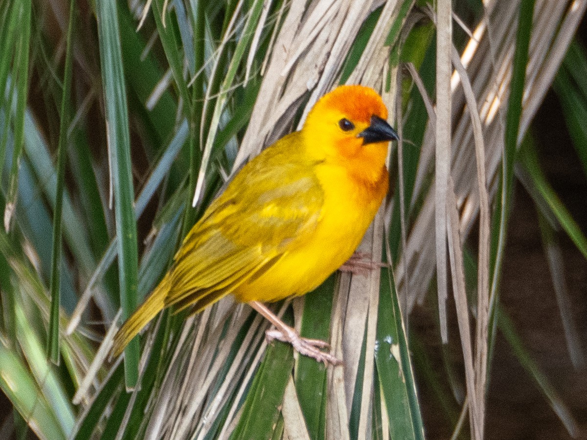 Golden Palm Weaver - ML613157573