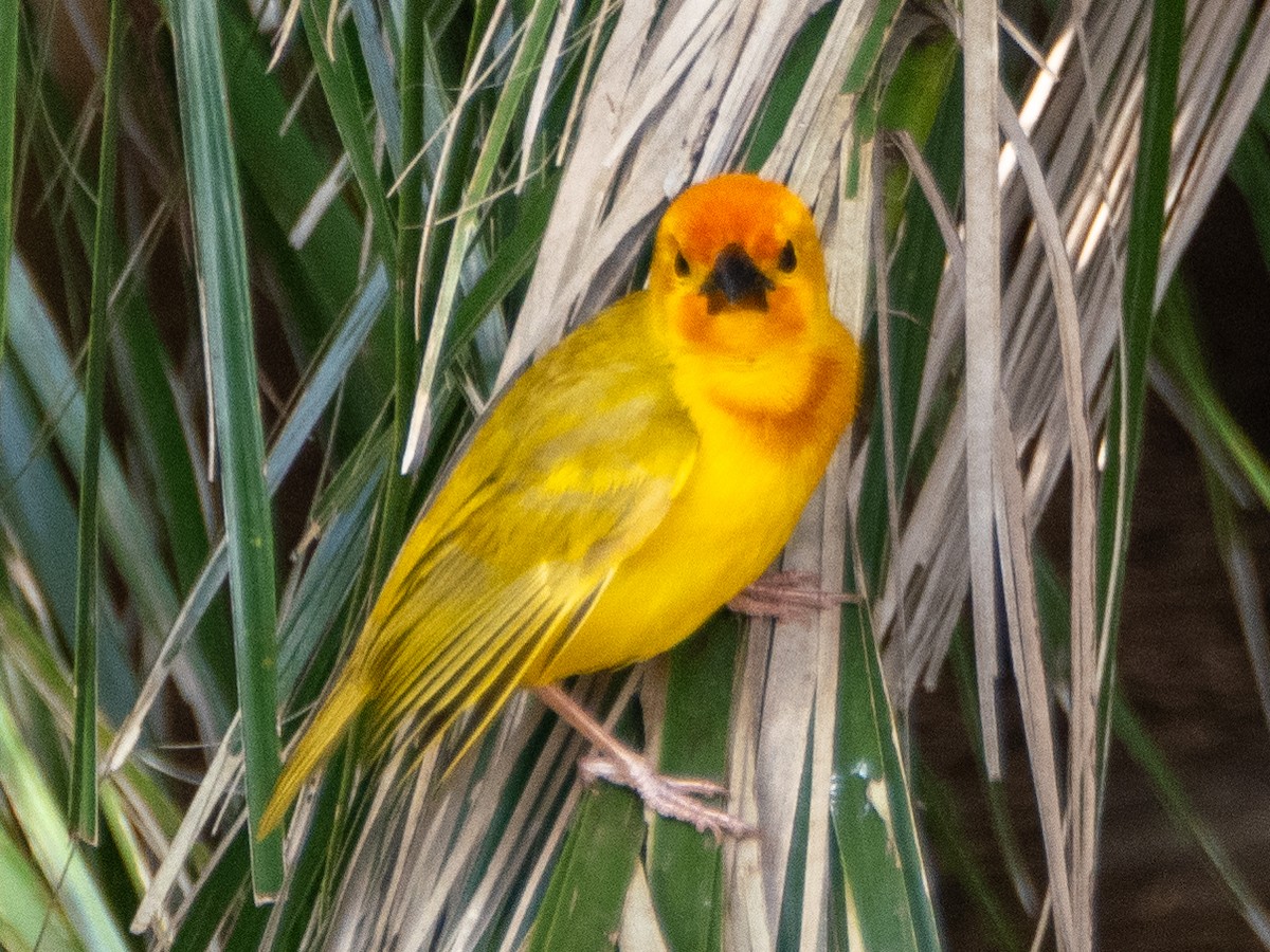 Golden Palm Weaver - Gavin Ailes