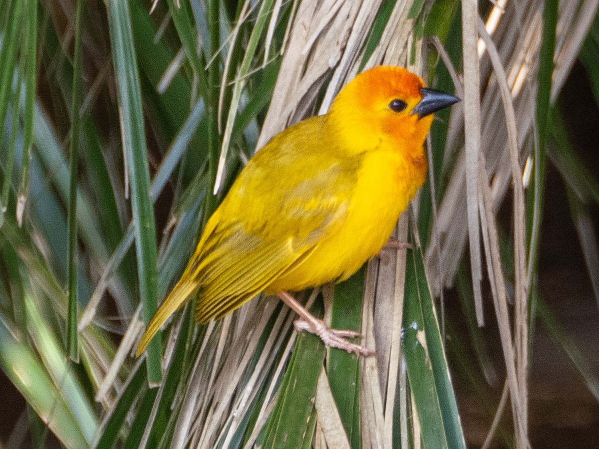 Golden Palm Weaver - ML613157575