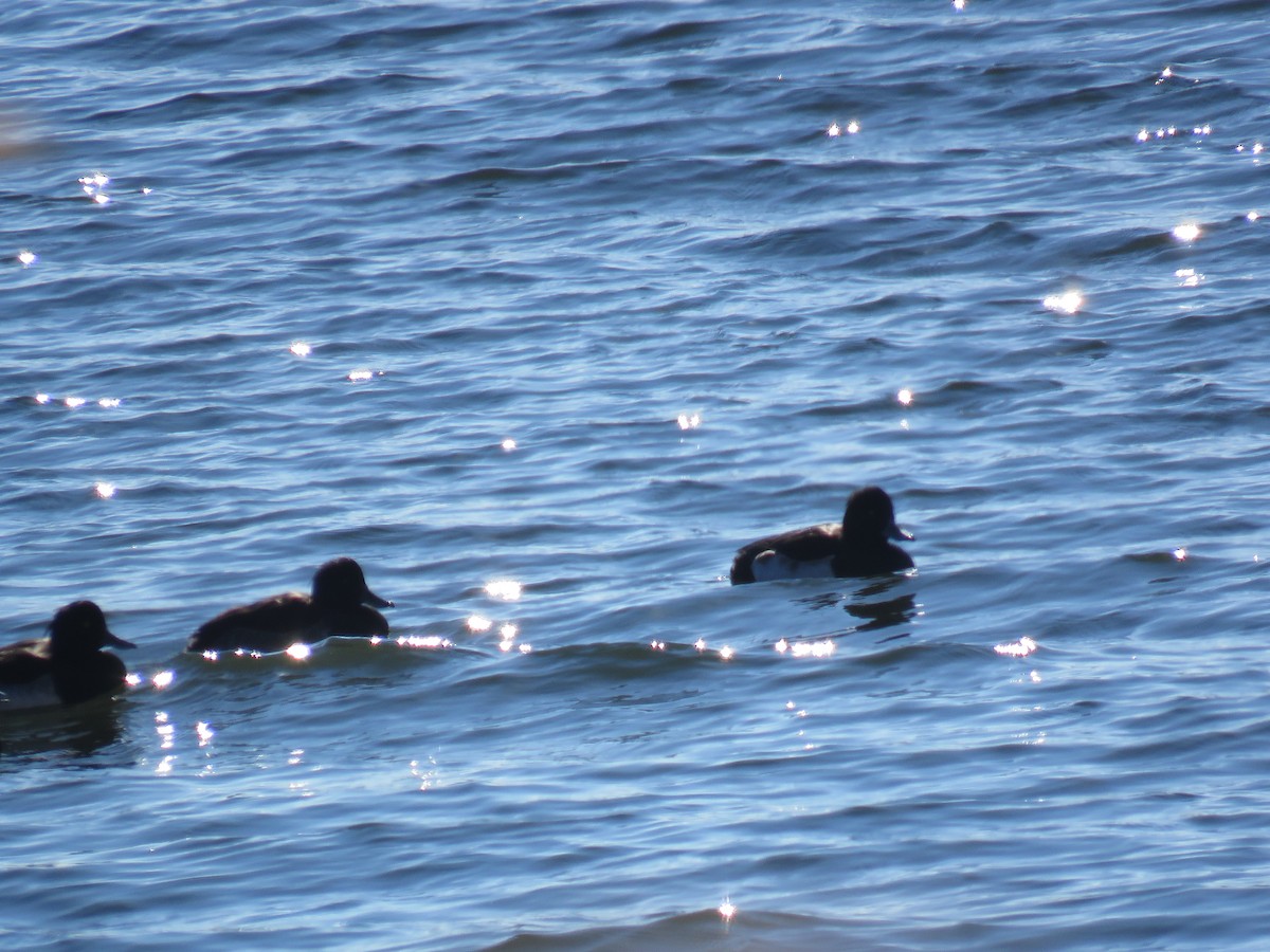 Tufted Duck - ML613157577