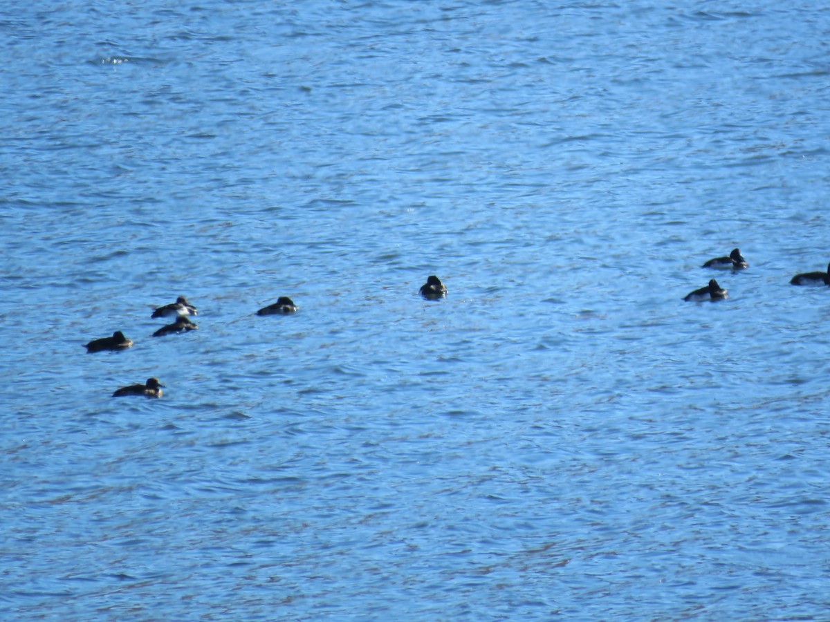 Tufted Duck - ML613157578