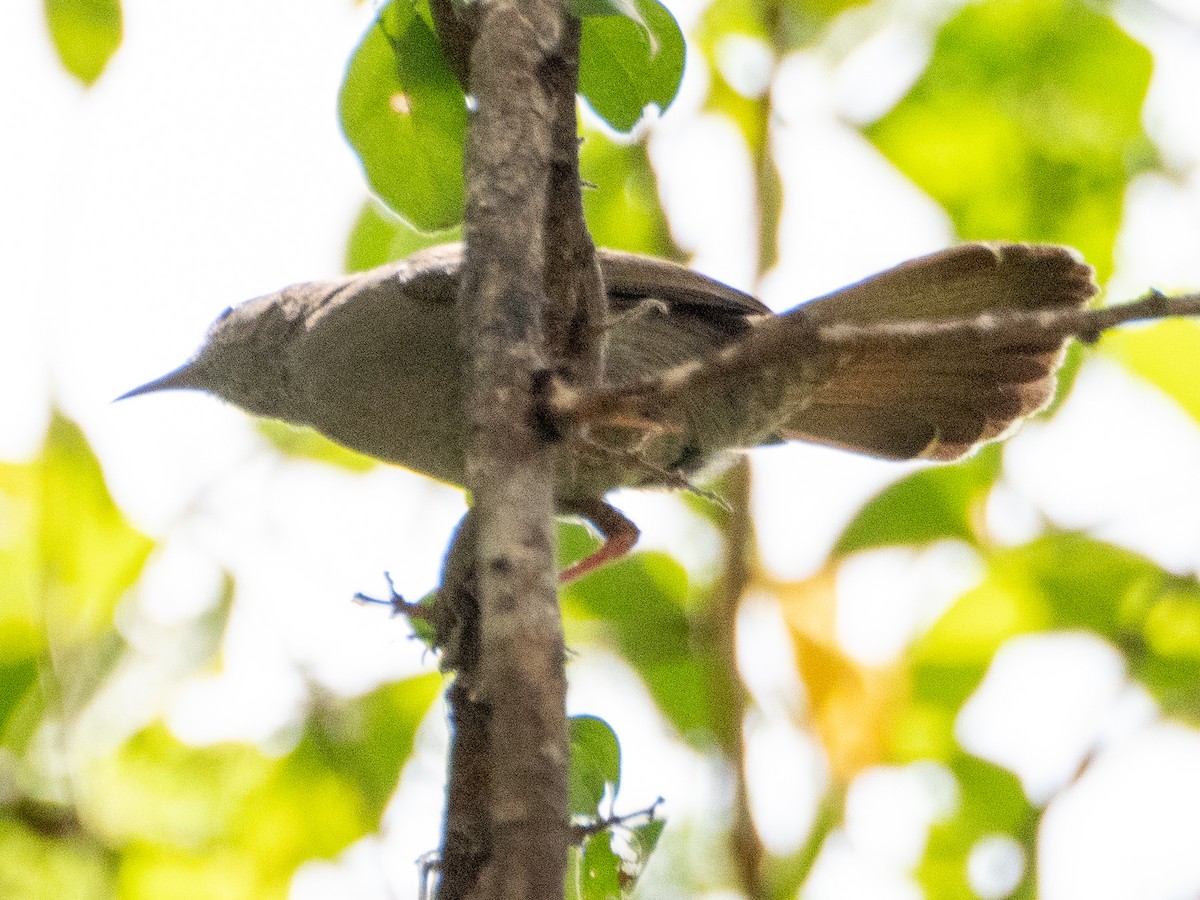 Gray Wren-Warbler - ML613157584