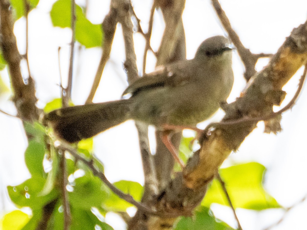 Gray Wren-Warbler - ML613157585