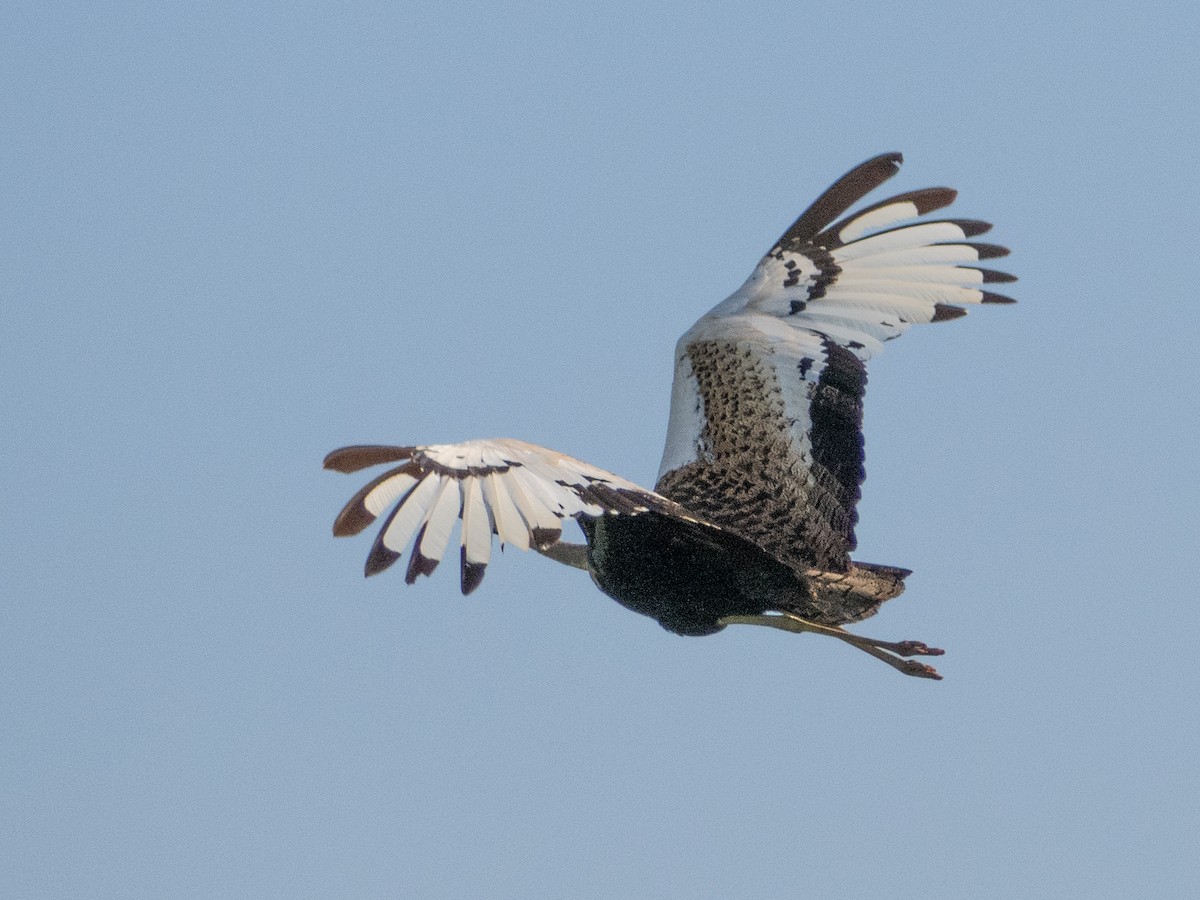 Black-bellied Bustard - ML613157628