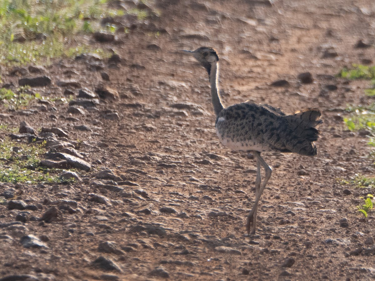 Black-bellied Bustard - ML613157629