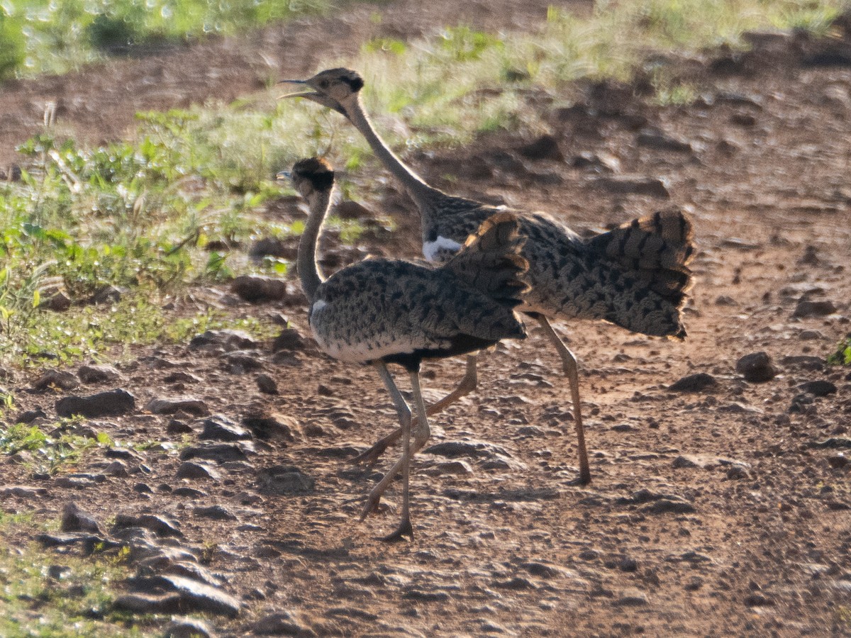 Black-bellied Bustard - ML613157630