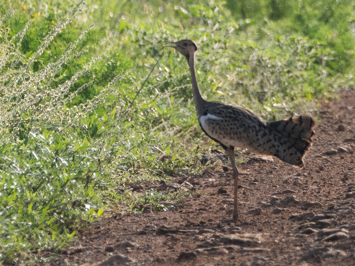 Black-bellied Bustard - ML613157631