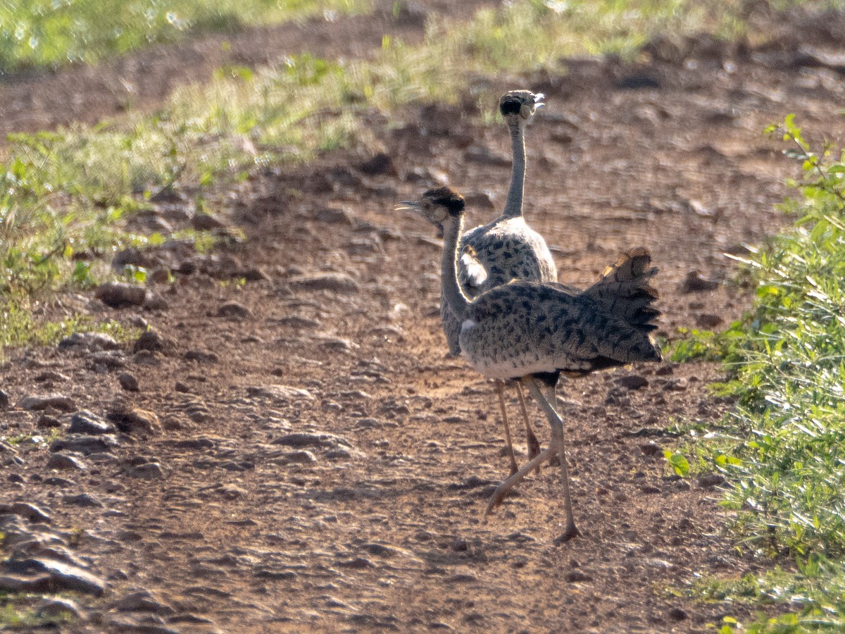 Black-bellied Bustard - ML613157632