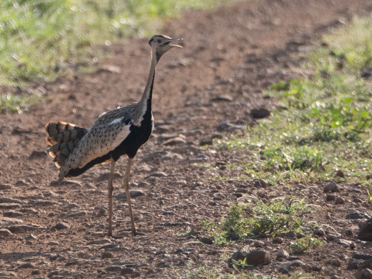 Black-bellied Bustard - ML613157633