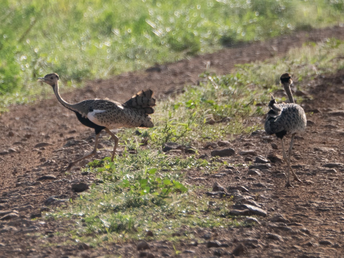 Black-bellied Bustard - ML613157634