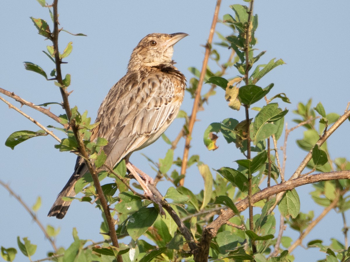 Red-winged Lark - Gavin Ailes