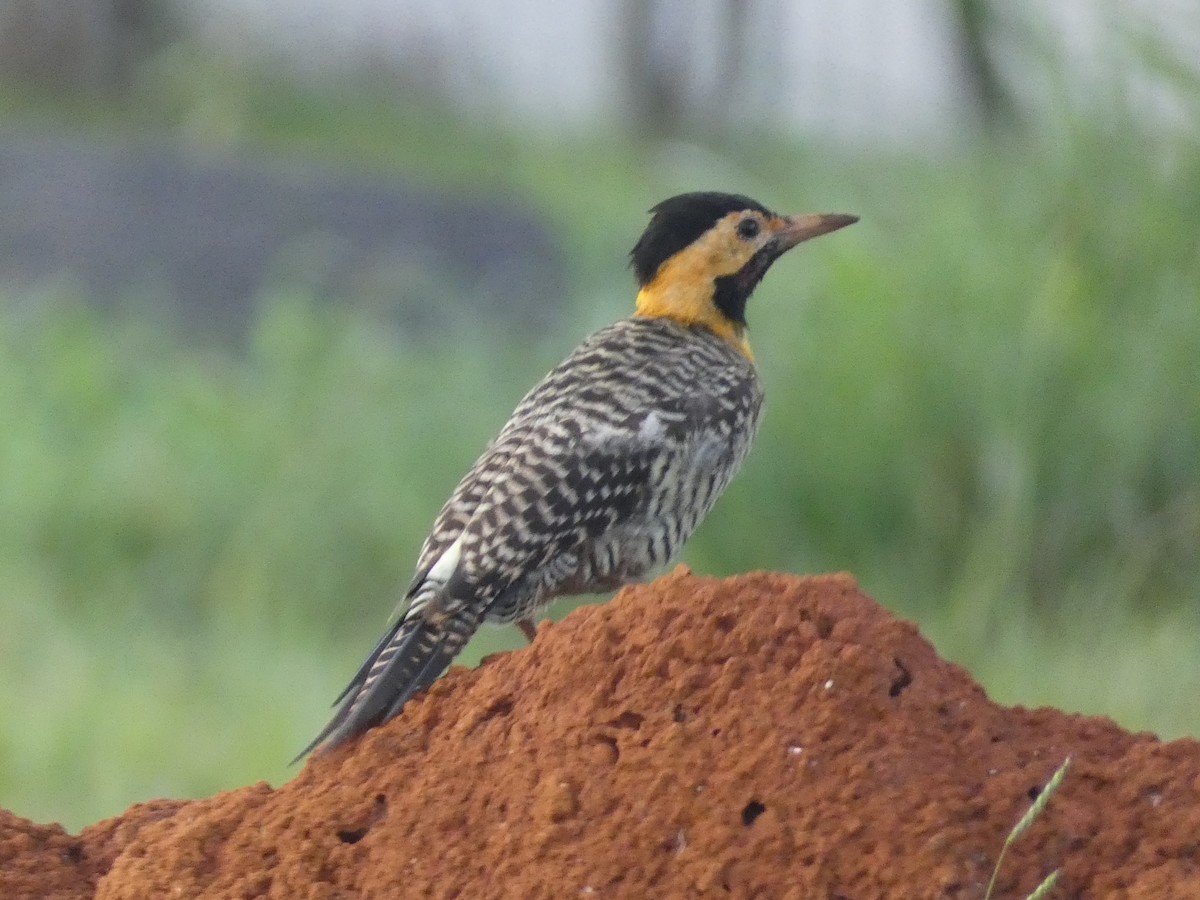 datel černočapkový (ssp. campestris) - ML613157649