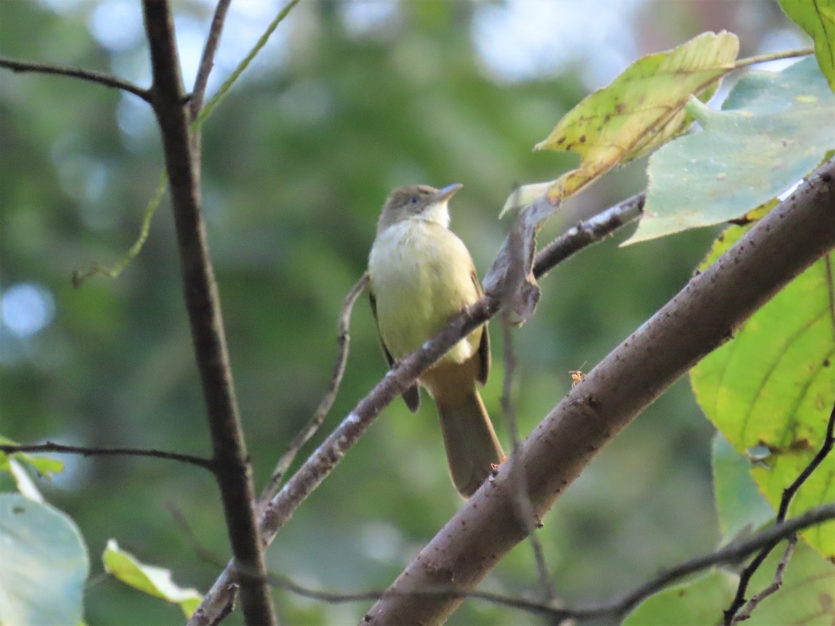 Gray-eyed Bulbul - ML613157844