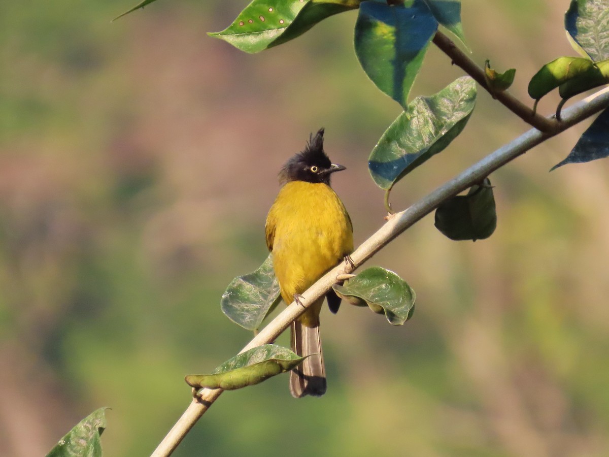 Black-crested Bulbul - ML613157845