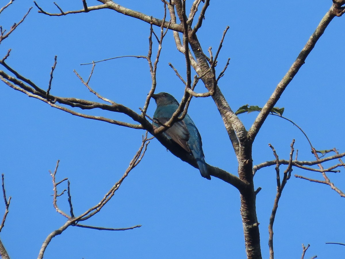 Asian Fairy-bluebird - ML613157852