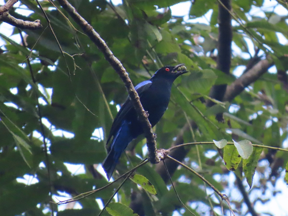 Asian Fairy-bluebird - ML613157856