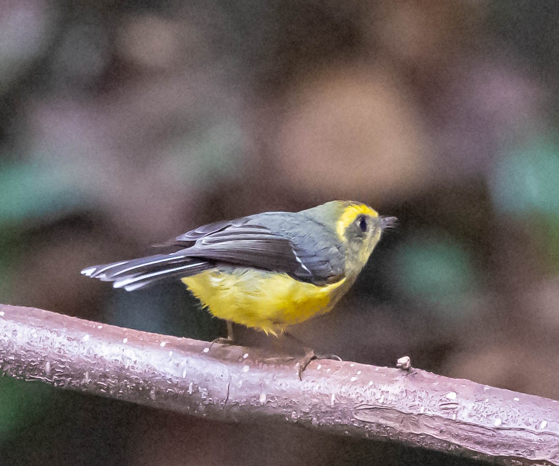 Yellow-bellied Fairy-Fantail - ML613157881