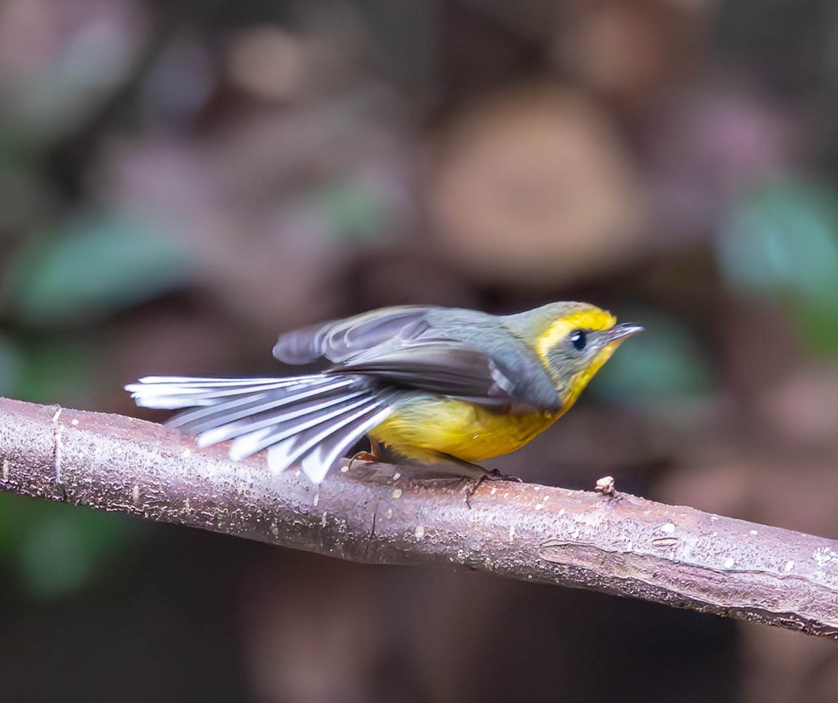 Yellow-bellied Fairy-Fantail - ML613157884