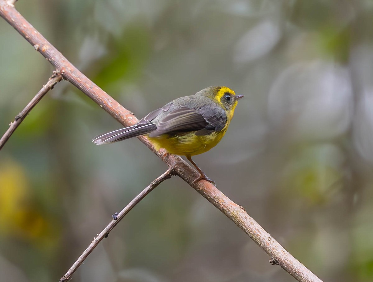 Yellow-bellied Fairy-Fantail - ML613157888