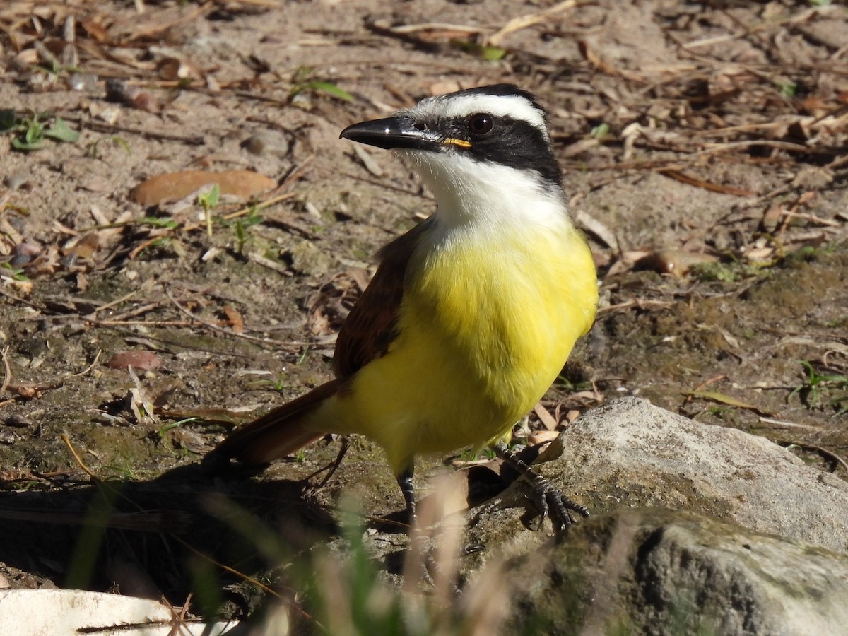 Great Kiskadee - ML613157953