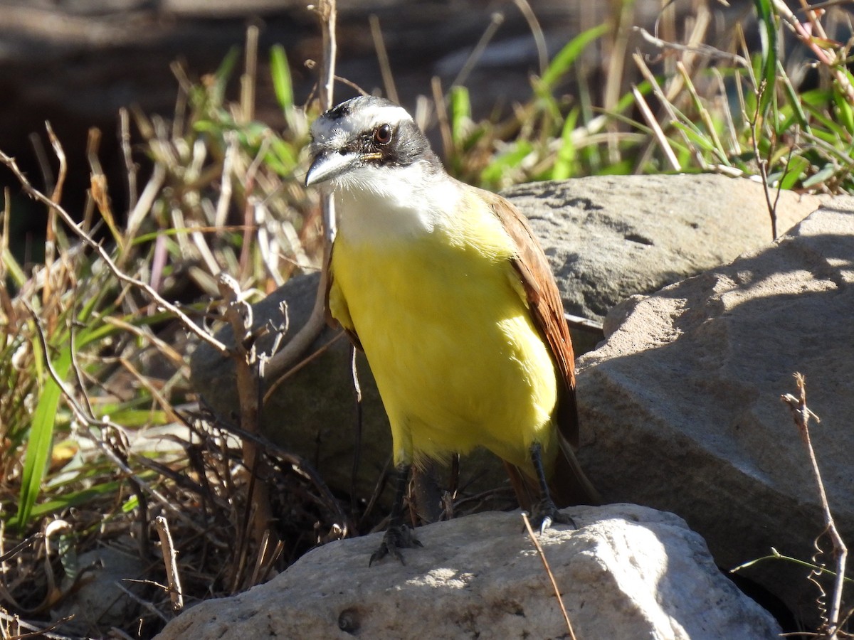 Great Kiskadee - ML613157956