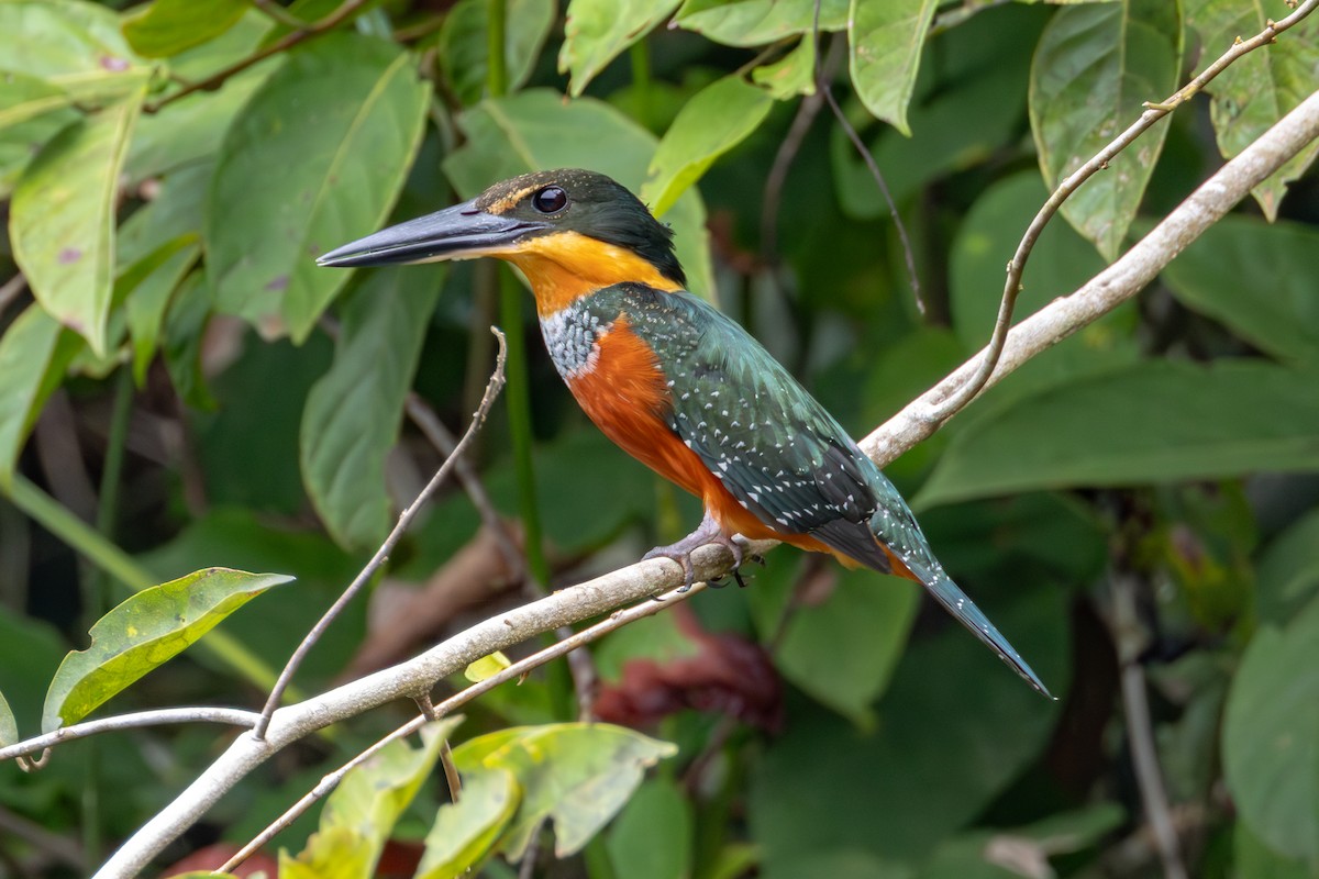 Green-and-rufous Kingfisher - ML613157992